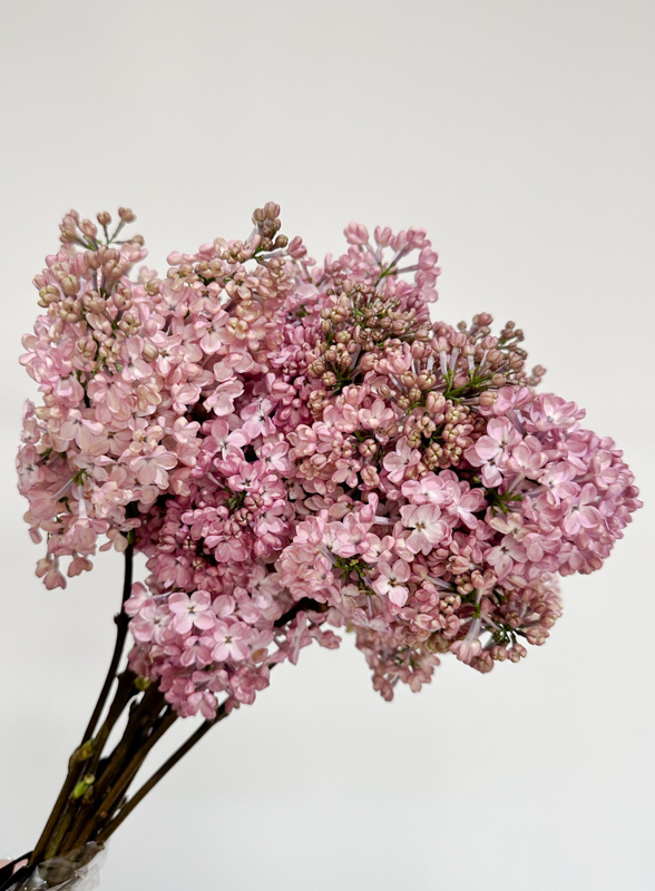 Lilas Hol. Hy Maidens Blush 50cm 2bl. Rs.