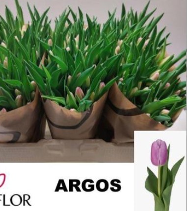 Tulipan Hol. Argos 40cm Mlv.