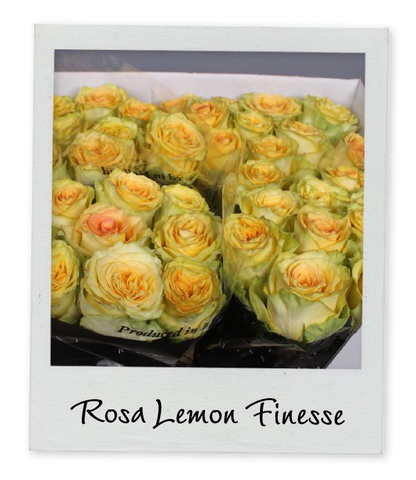 Rosa Hol. Lemon Finess 60cm x10 "A2"