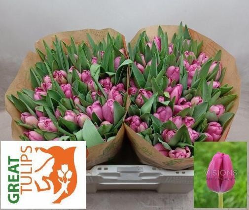 Tulipan Hol. Furand Purple 35cm Mo. "T10"