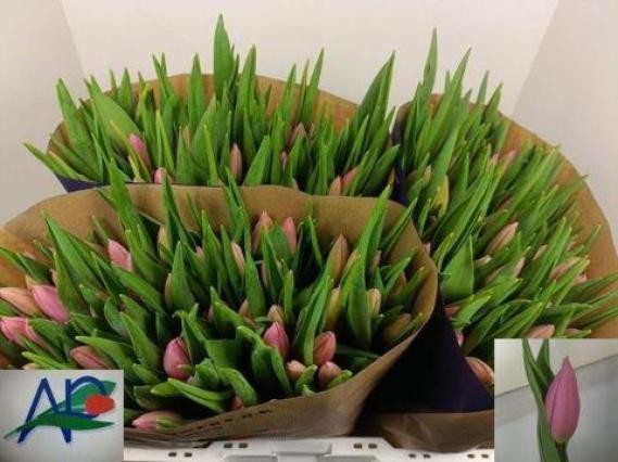 Tulipan Hol. Sweet Telle 40cm Rs.