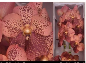 Vanda Leopard Coral x16