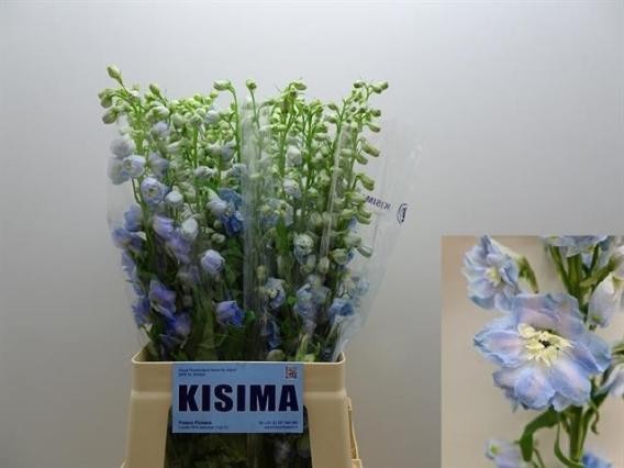 Delphinium Hol. El Magic Skyblue Whitebee 80cm x10