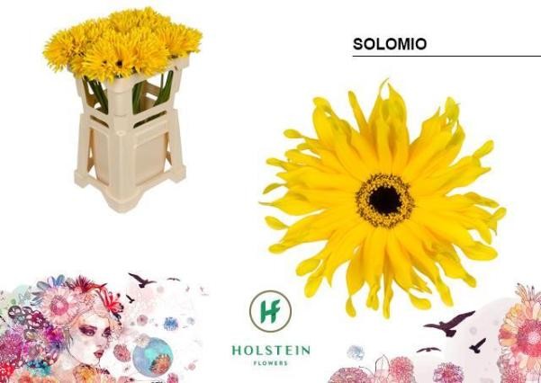 Gerbera Hol. Kv Pasta Solomio x10