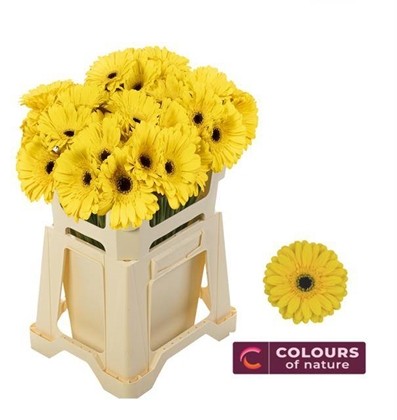 Gerbera Hol. Olympic Gold