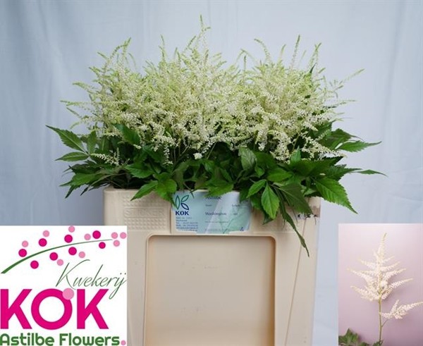 Astilbe Whasinthong "KOK" 55cm x10 Bl