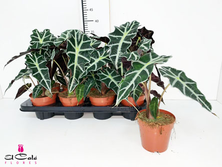 P. Alocasia Polly 12/35cm x10