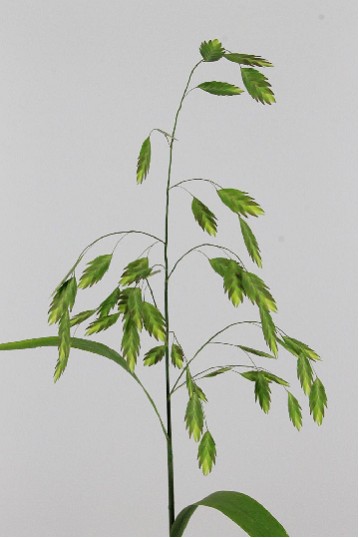 Chasmanthium Latifol 70cm "T50"