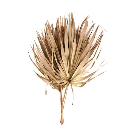 Hoja de Palmera Seca Crema 70cm (5 Tallos)