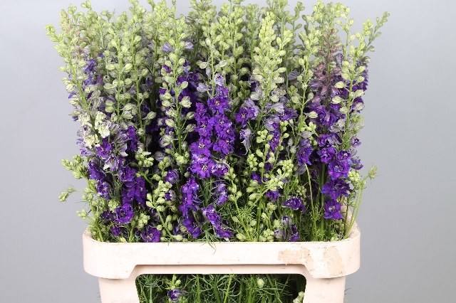 Delphinium Hol. Cons R Q Dark Blue 100cm x10