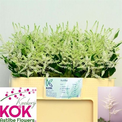 Astilbe Whasinthong "KOK" 50cm x10 Bl