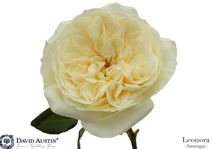 Rosa Ecu. Austin Leonora 40cm x12 tall