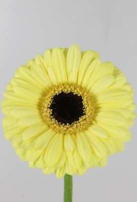 Gerbera Mini Hol. Surfer Am "T20"