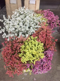 Limonium Hol. Dia. Popurri 70cm 30gr "T25"