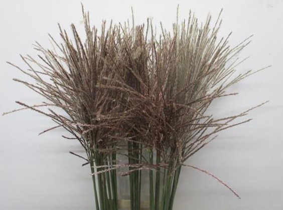 Miscanthus Sinensis Ov. 100cm x10