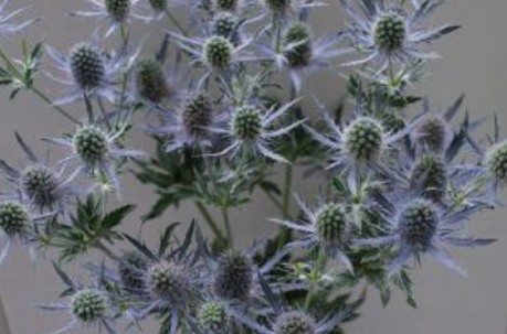 Eryngium Ecu. Mag. Blue Lagoon 45cm