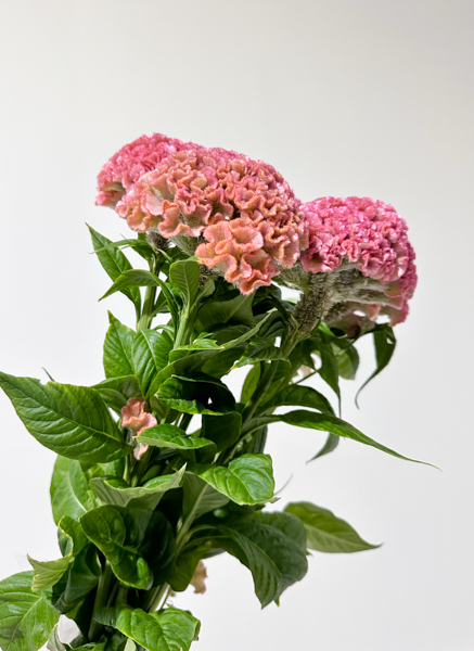 Celosia Cresta Hol. Pink Delight 75cm x5