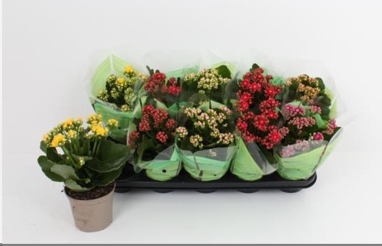 P. Kalanchoe B Ge Rf Mixto 6 Kl "CC10" 12/24cm