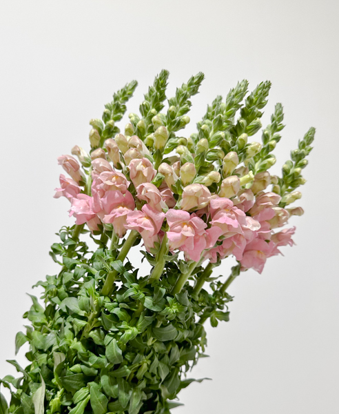 Antirrhinum Hol. Op. Pink 75cm x10 Rs