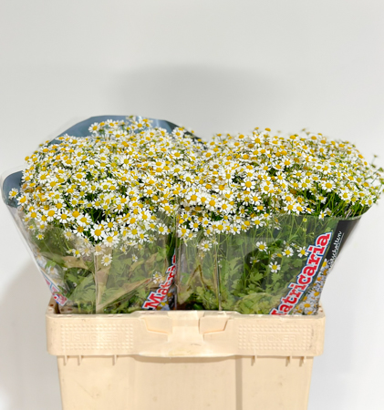 Tanacetum S. Vegmo Manzanilla 55cm 550gr x25 "Groots"