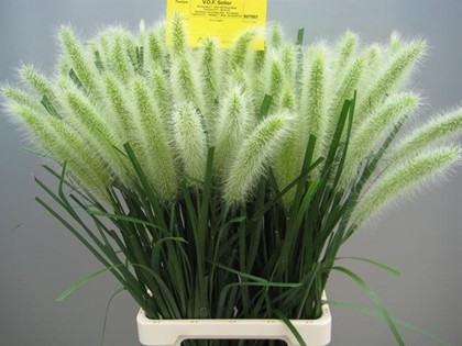 Pennisetum Alo Blondie 70cm x10