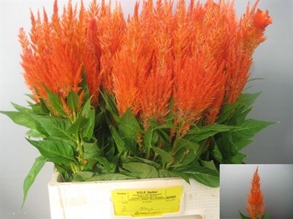 Celosia Plumosa Apricot brandy 60cm x10