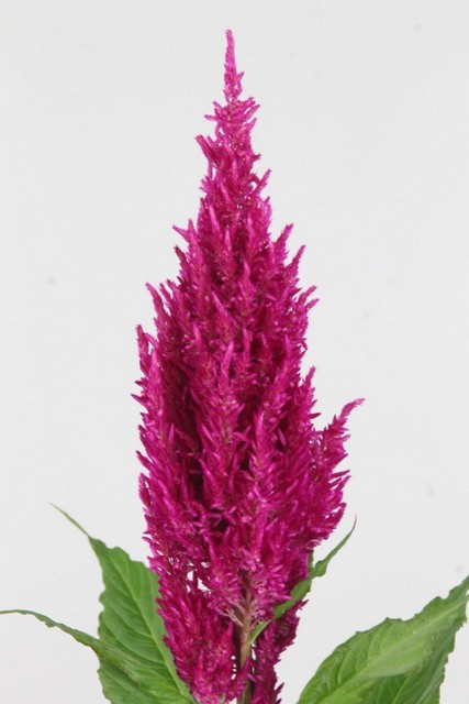 Celosia Plumosa Century Purple Rose 65cm x10