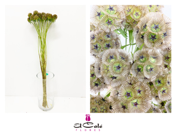 Scabiosa Stellata 70cm "T30"