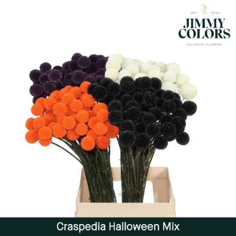 Craspedia Halloween Tintada Naranja 70cm "T50"