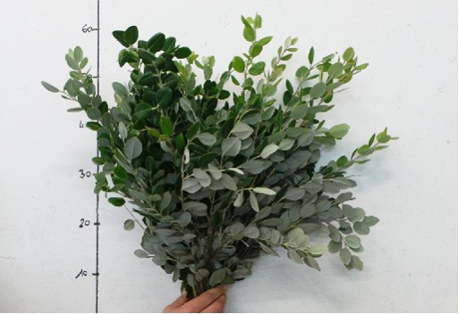 Pittosporum Ralphy 50cm (7 Dias - 2)