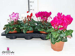 P. Cyclamen Md Super Allure Mixto 12/25cm "CC6"