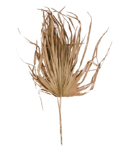 Hoja de Palmera Cobre 75cm (5 Tallos)