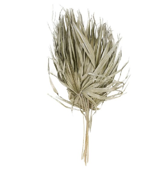 Hoja de Palmera Plata 75cm (5 Tallos)