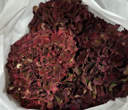 Hortensia Hol. Rubyred Classic 80cm 20/22