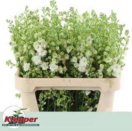 Delphinium Hol. Cons R Q White 70cm x10