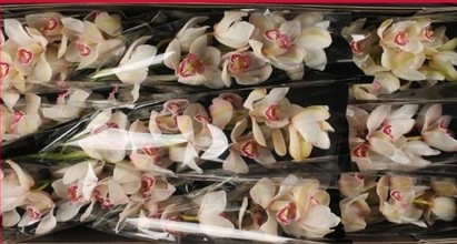 Cymbidium Belle Snow 80cm Bl