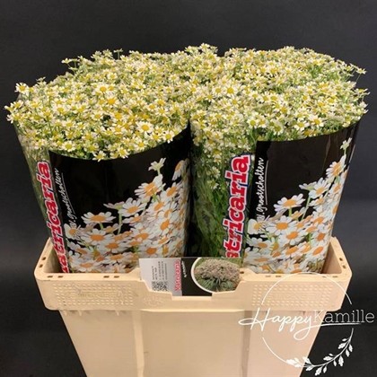 Tanacetum S. Vegmo Manzanilla 60cm 650gr "T25" (Groots)