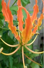 Gloriosa Corta Exotic Naranja x5 (7 Dias - 2)