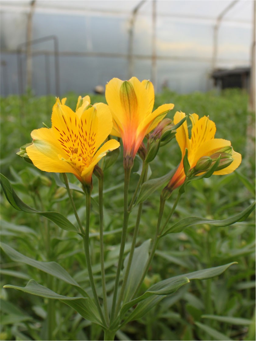 Alstroemeria Col. Select Amarilla (7 Dias - 2)