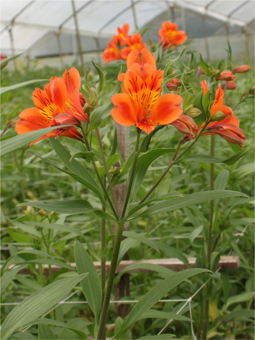 Alstroemeria Col. Select Naranja (7 Dias - 2)