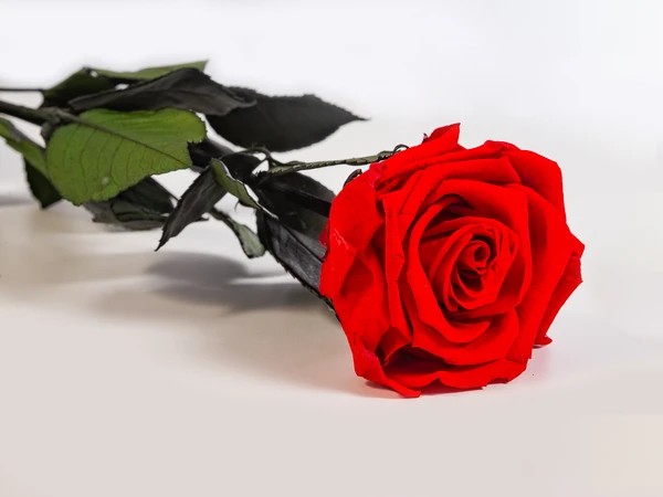FLORES | almacén de flor - Mayorista de flores. - SAN VALENTIN - Rosas  Liofilizadas - Rosa Liofilizada Verdissimo Rojo Granel Ø5.5x55Hcm