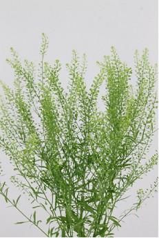 Lepidium Thlaspy Gree Dragon 80cm 30gr "T25"