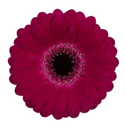 Gerbera Mini Hol. Platini+ "T20"