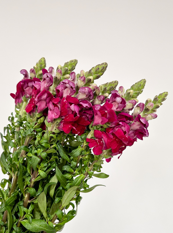 Antirrhinum Nac. Granate 80cm "Jalon"