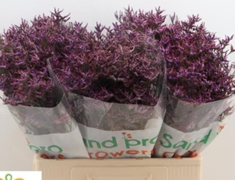 Limonium Hol. Saf. Dark blue 60cm 25gr "T25"