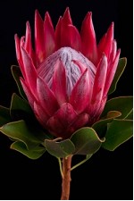 Protea Cy Madiba 60cm Roja