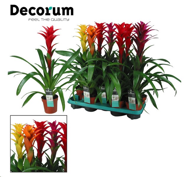 P. Guzmania Mixta XXL 13/60cm x9-Decorum-