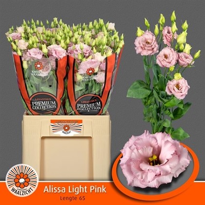 Lisiantus Hol. Alissa L Pink 65cm 55gr x10