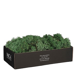 Caja Musgo Preservado Verde Oscuro 500g