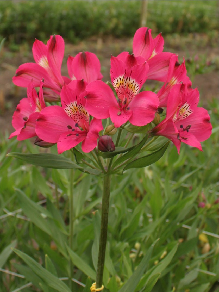 Alstroemeria Col. Select Fucsia (7 Dias - 2)